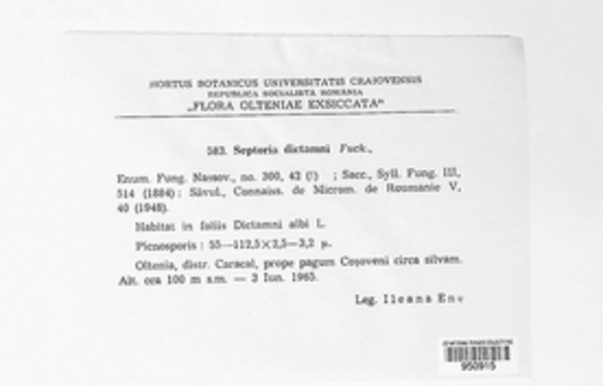 Nothopseudocercospora dictamni image